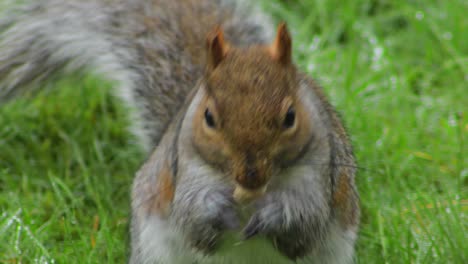 gray squirrel sitting on green grass with dew eating nut