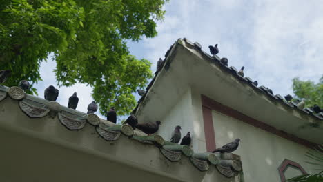 hábito diario de las palomas encaramadas en un refugio artesanal en la azotea