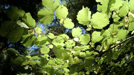 still shot of leaves moving slightly in the sunlight, dark forest