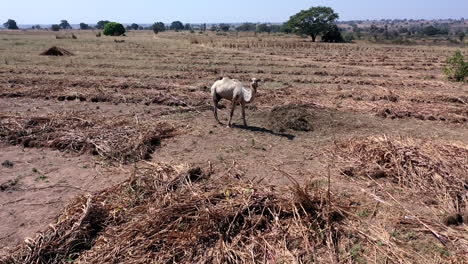 Vista-Aérea-En-órbita-De-Un-Camello-Solitario-Parado-En-Un-Campo-Seco-De-Un-Granjero-Moviendo-Su-Cola