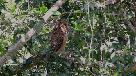 the buffy fish owl is a big owl and yet the smallest among the four fish owls