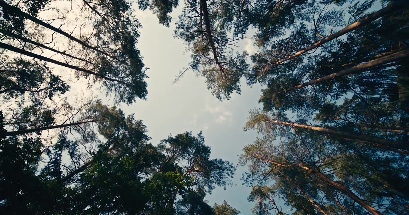 Upward view of tall pine trees gently swaying in a light breeze beneath a clear sky. Wide angle perspective captures the peaceful forest canopy and tranquil woodland atmosphere.