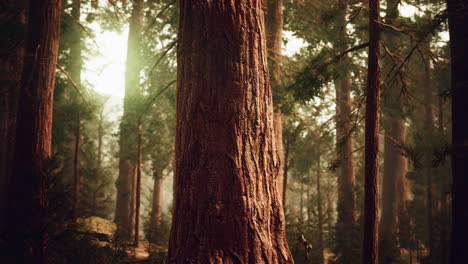 Riesenmammutbäume-In-Einem-Redwood-Wald