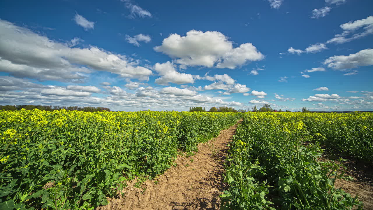 paisaje agrícola con colza amarilla bajo un cielo azul con nubes