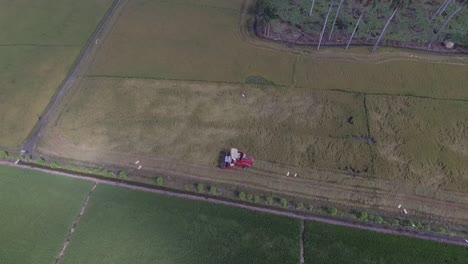 Rotationsdrohne-Mit-Ausleger-Nach-Unten,-Blick-Auf-Die-Reisplantage-In-Der-Dominikanischen-Republik