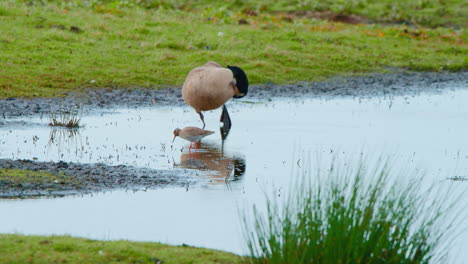 Giant-Canada-Goose-grooming-its-feathers-on-shore,-Godwit-grazing-by