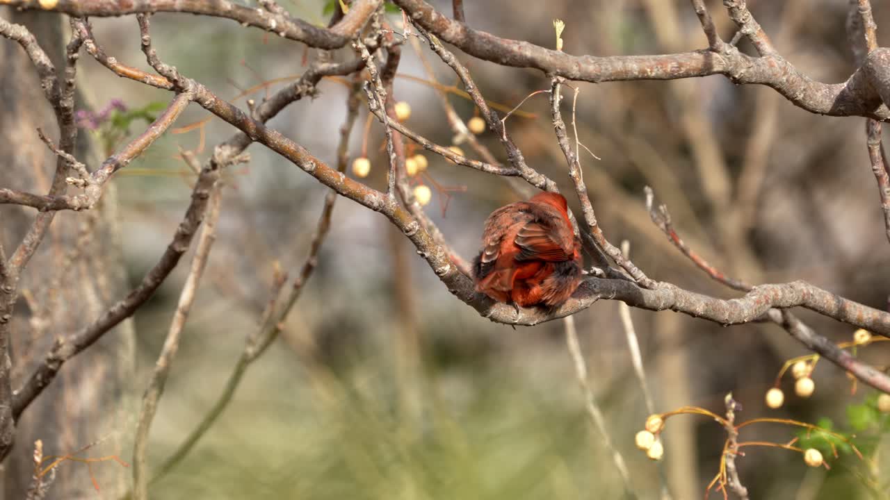 una tangara hepática de tierras bajas posada en un árbol con luz matutina-1
