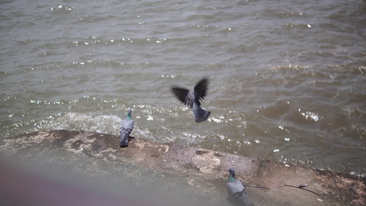 Static shot of pigeons walking and flapping wings on seaside parapet