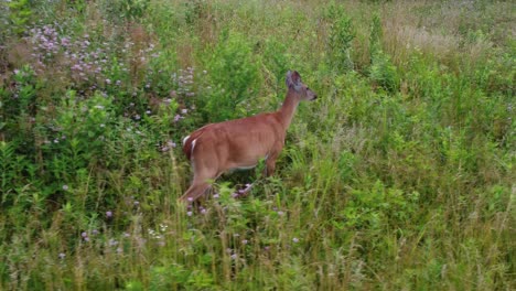 doe deer in a field at sunset-2