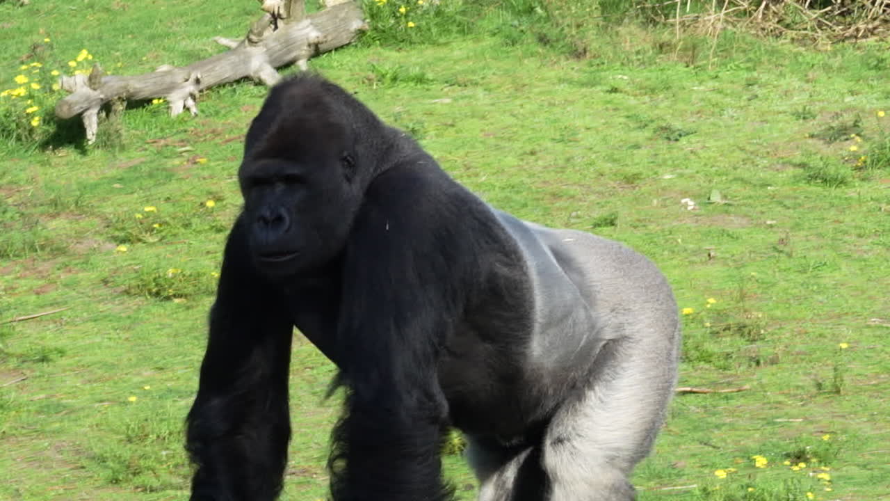 gorila comiendo y caminando por el parque safari en beekse bergen, países bajos