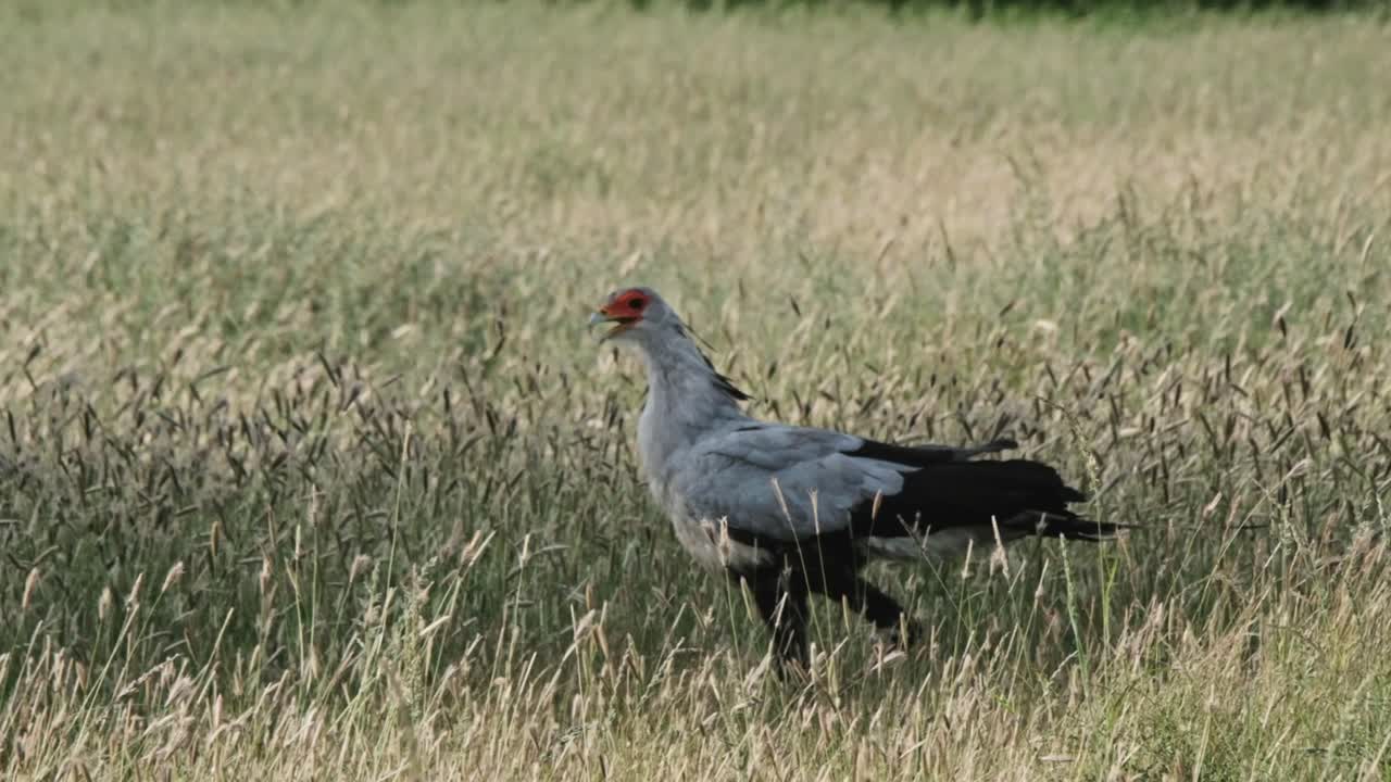 Secretary bird hunting for prey in long grass