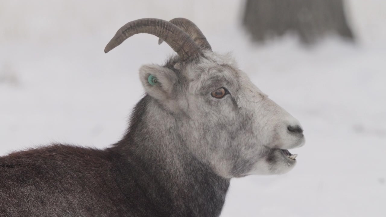 Kanada, Yukon Bölgesi'nde Rocky Dağları Bighorn Koyunu, yakın çekim.