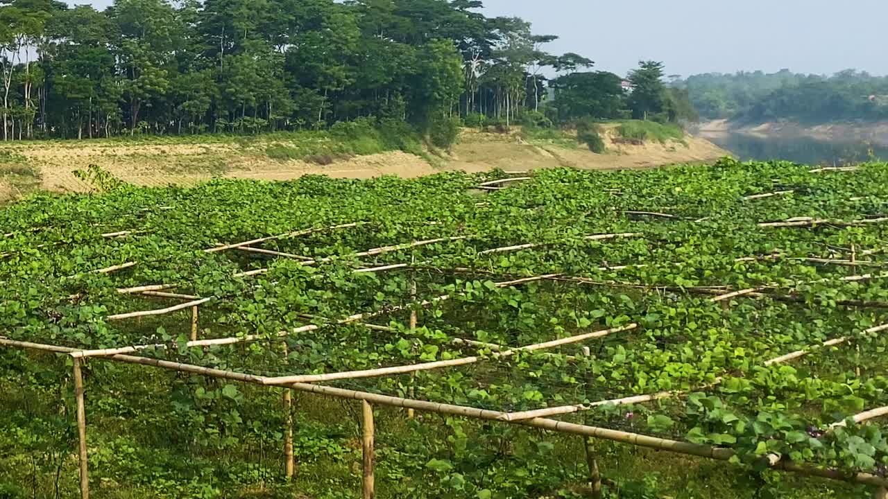 Hyacinth bean farm in Bangladesh in middle of stunning nature reserve
