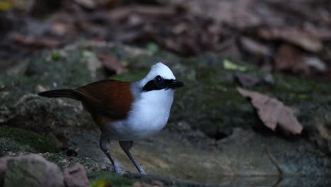 seen drinking water then turns around to go away to the left, white-crested laughingthrush garrulax leucolophus, thailand