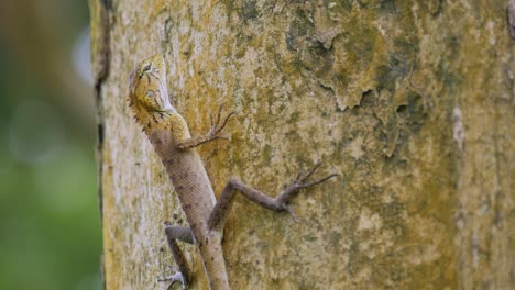 Lagarto-En-El-árbol