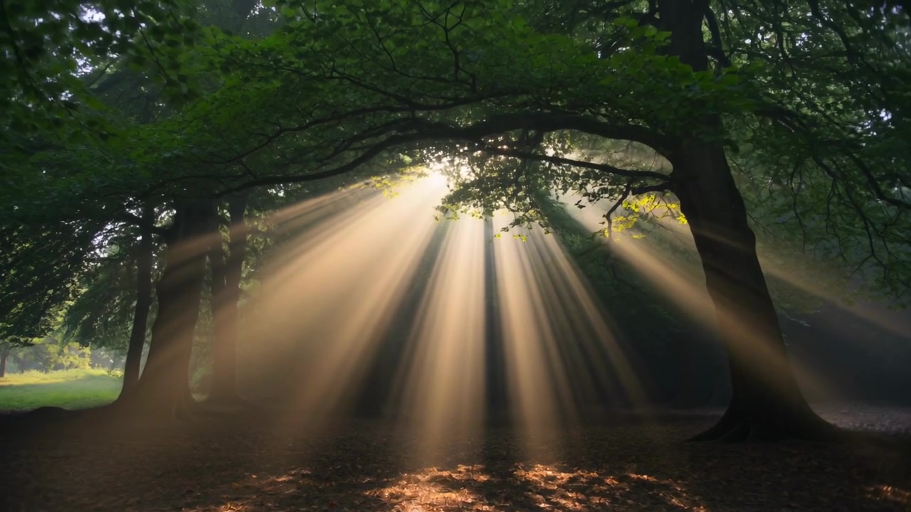 Raios de sol projetados em uma clareira arborizada, com o sol se movendo atrás da copa das árvores, criando faixas de luz e névoa.