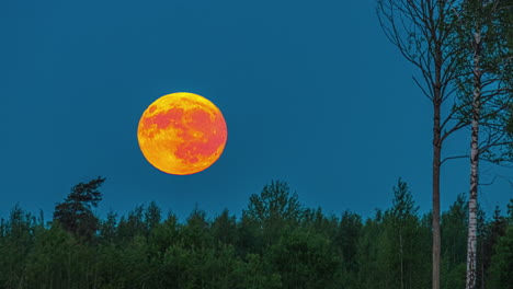 Erstaunlicher-Orange-roter-Supermond,-Der-Im-Wald-Zum-Horizont-Hinabsteigt