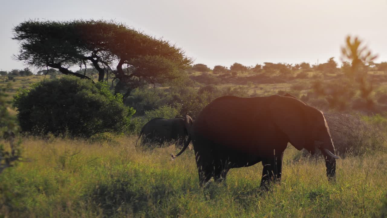 elefante adulto grande comiendo hierba en la naturaleza y un cachorro joven caminando en el fondo