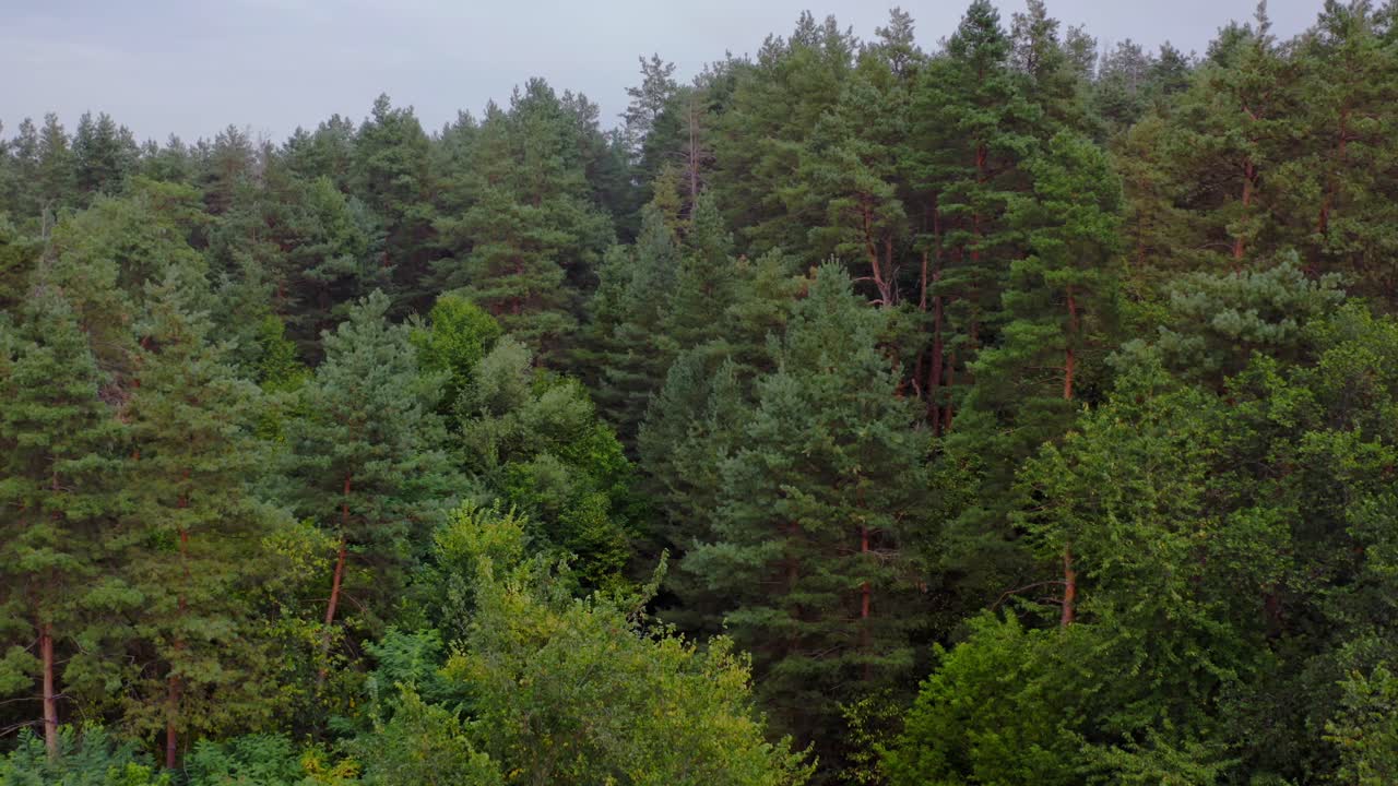 Forest view from above. Aerial view of evergreen pine forest