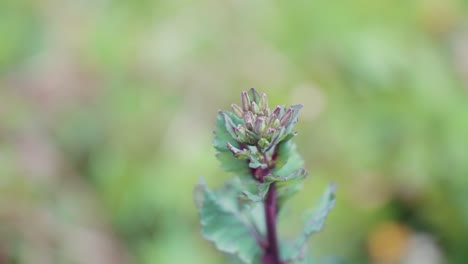 red rubine brussel sprouts flower