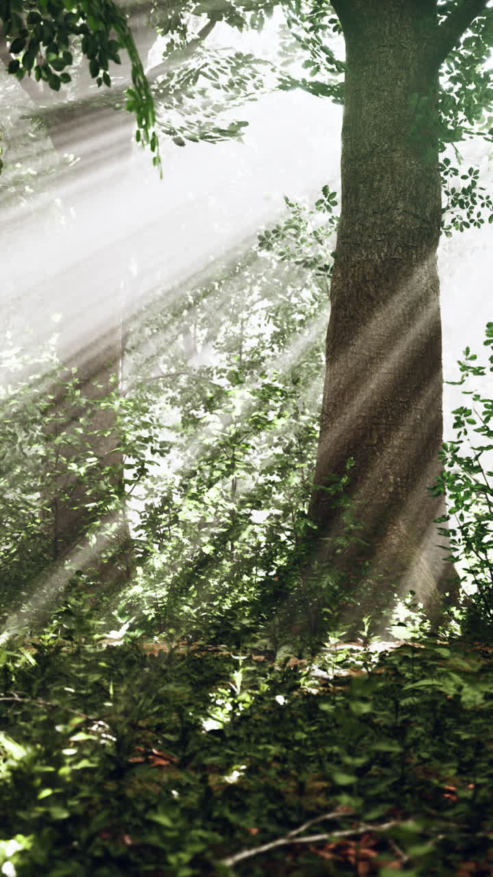 숲을 가로지르는 빛