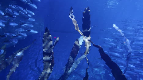 aquarium underwater scene with fish and seaweed