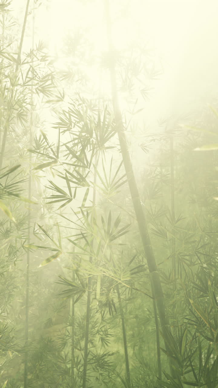 bosque de bambú con niebla