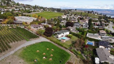 beautiful drone aerial towards winery and residential area west kelowna