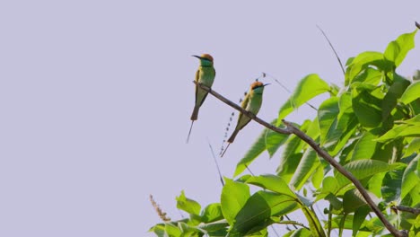 dos individuos esperando el insecto adecuado para volar para comer mientras la cámara se aleja, pequeño comedor de abejas verde merops orientalis, tailandia