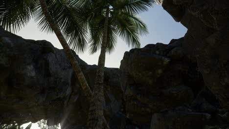 grandes palmeras en la cueva de piedra con rayos de luz solar
