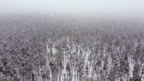 Panoramic-flying-away-shot-of-vast-frozen-forest-Dreilini-Village-of-Riga,-Latvia,-featuring-tall-fir-trees-covered-in-snow-revealing-beautiful-wild-misty-wanderlust