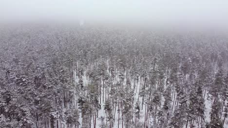 Eine-Wegfliegende-Panoramaaufnahme-Des-Riesigen-Gefrorenen-Waldes-Im-Dorf-Dreilini-In-Riga,-Lettland,-Mit-Hohen,-Schneebedeckten-Tannen,-Die-Wunderschöne,-Wilde,-Neblige-Fernweh-Offenbaren