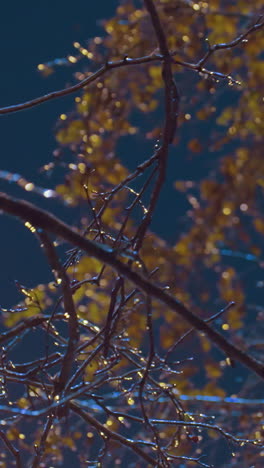 primer plano de una rama de árbol desnuda iluminada con una suave luz dorada bajo un cielo azul profundo, capturando el ambiente sereno del invierno mientras las luces se reflejan en las ramas heladas