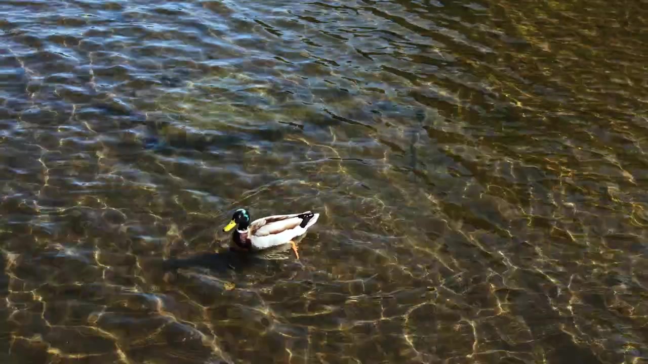 Mallard duck swims in clear water of a lake during a sunny day in a park setting