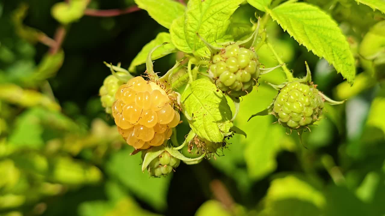 Macro shot of rare white raspberry swaying in wind, with two unripe green raspberries nearby
