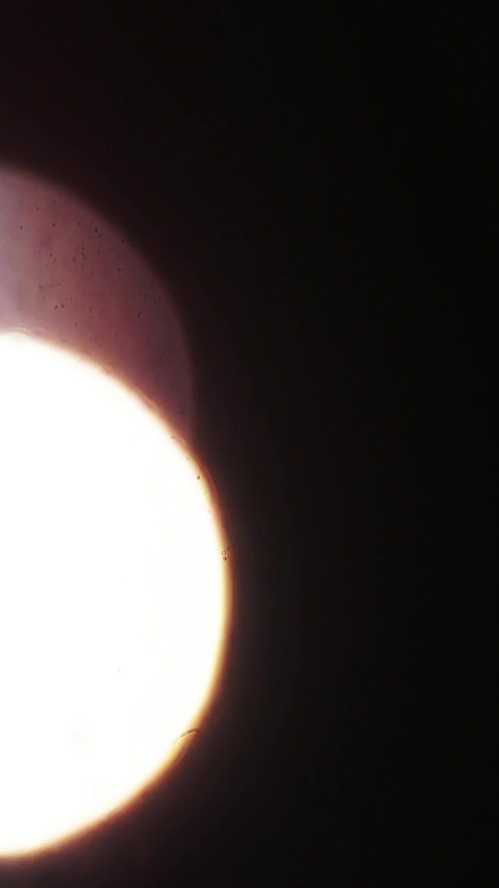 Microscopic View of Biological Cells Through a Microscope Lens