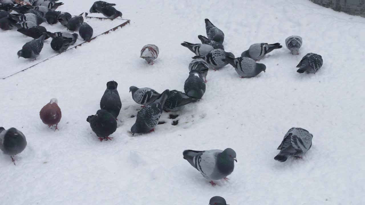 palomas en busca de comida en invierno