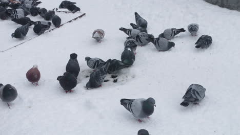 Tauben-Suchen-Im-Winter-Nach-Nahrung