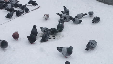 Palomas-En-Busca-De-Comida-En-Invierno