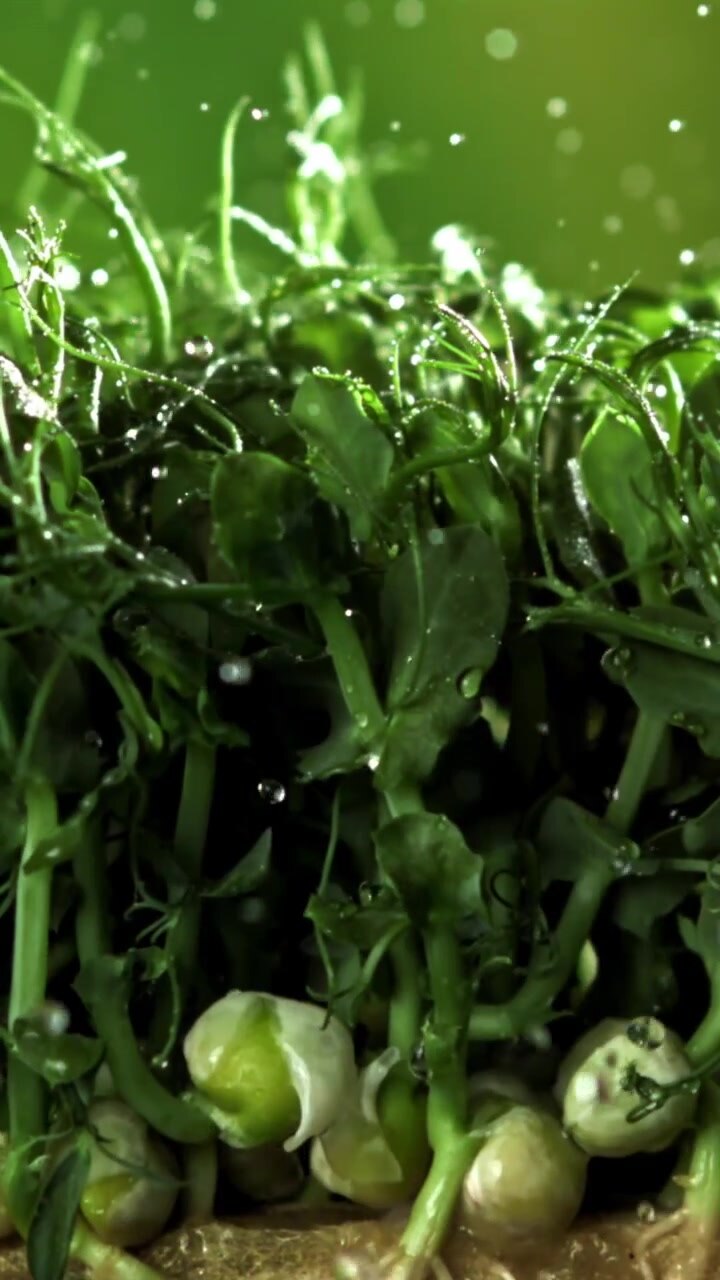 Water Droplets Falling on Fresh Pea Microgreens