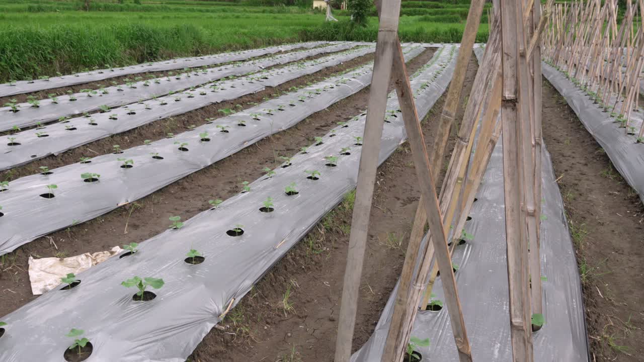 Agriculture plants crop harvest growing covered protected by plastic UV film farming