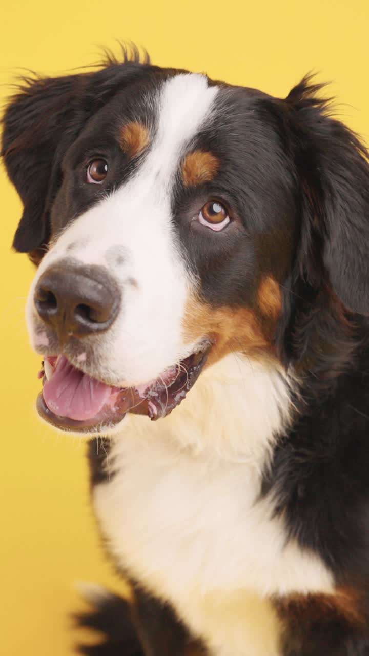 Portrait of a Bernese Mountain Dog