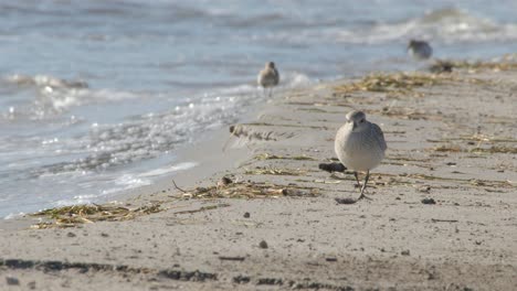 two grey plover birds walking while searching food near the sea during a sunny day - close up shot