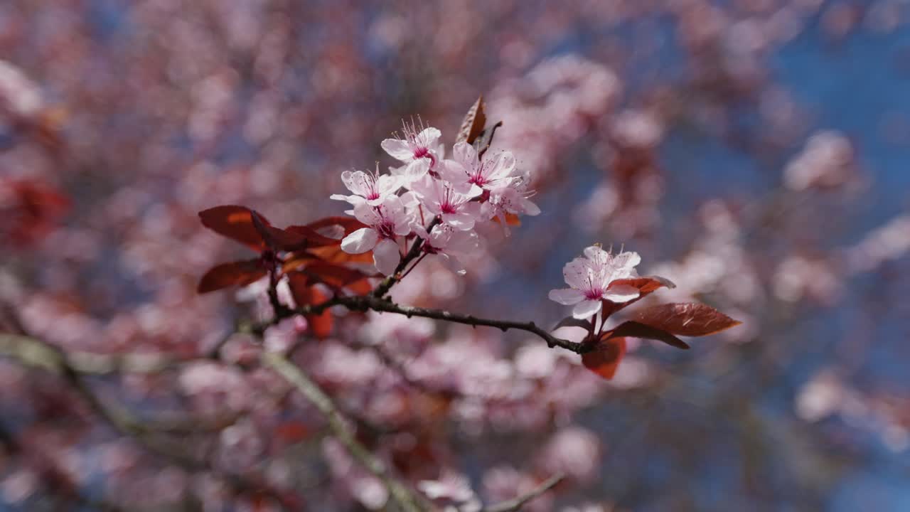 Fiori di ciliegio primaverili