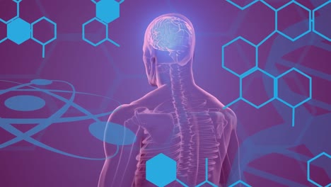 animation of chemical structures over spinning human body model with a brain on purple background