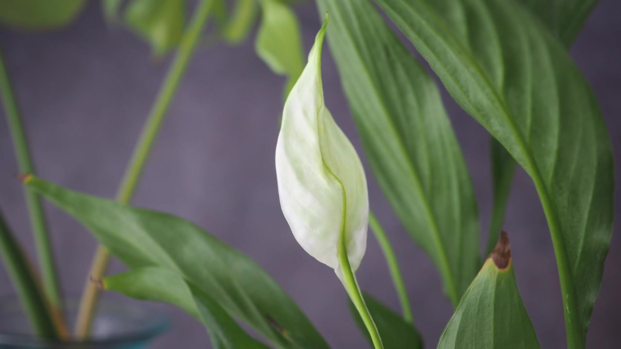 Nærbilde av en hvit fredslilje-blomsterknopp