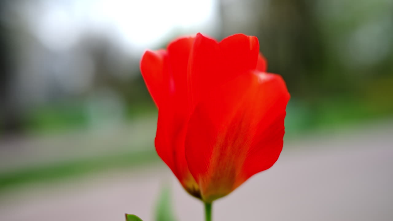 Punainen tulppaani tuulisessa säässä, taustalla sumea puisto
