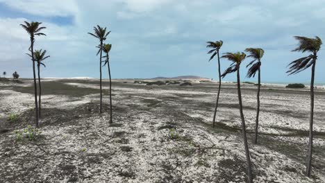 deserted beach with sparse vegetation and a dramatic sky, jericoacoara coastline