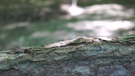 Gefällte-Bäume-Im-Wald