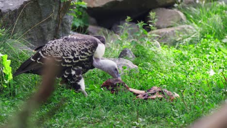 A-static-shot-of-a-vulture-eating-a-big-chunk-of-meat-in-the-morning-time